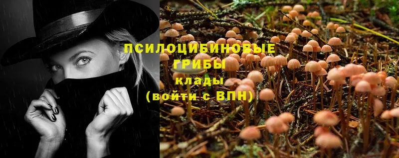 Галлюциногенные грибы Cubensis  Стрежевой 